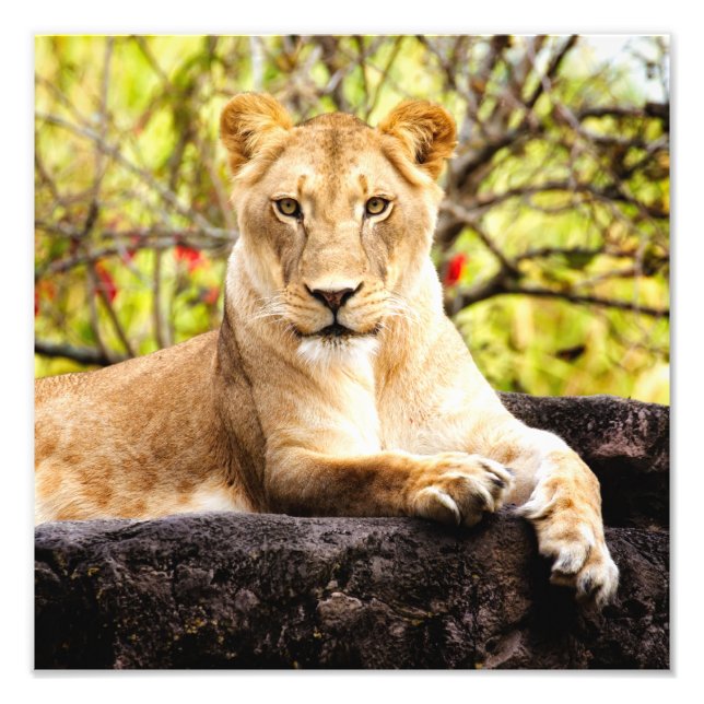 Lioness på sten fototryck (Framsidan)