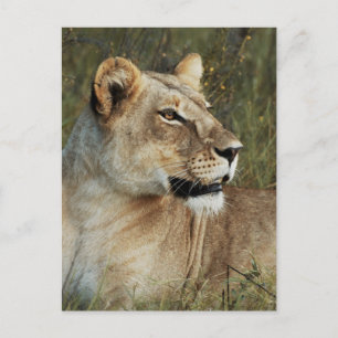 Lioness Panthera Leo-fotografi Vykort
