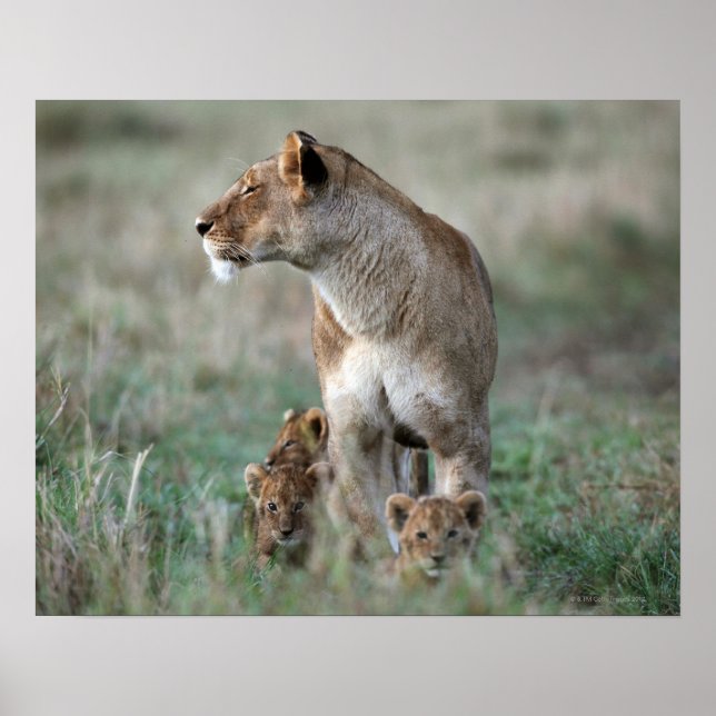 Lioness (Panthera leo) och unge, Masai Mara Poster (Framsidan)