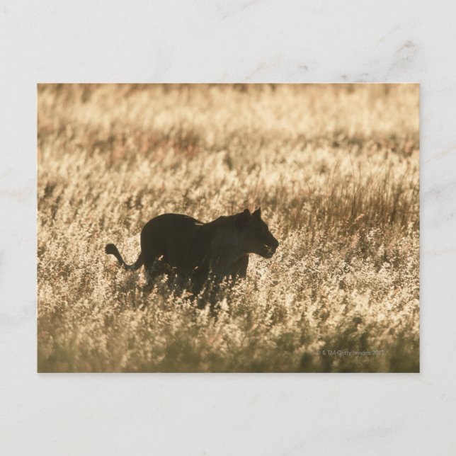 Lioness (Panthera leo) silhuetterad i långgräs Vykort (Framsida)