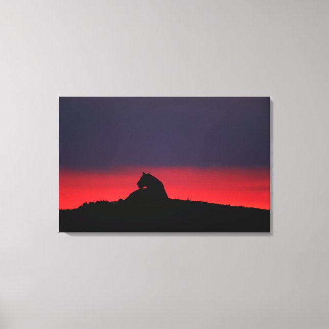 Lioness (Panthera leo) sitta, vid sunset, Masai Canvastryck (Framsida)