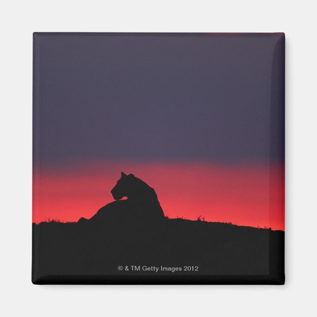 Lioness (Panthera leo) sitta, vid sunset, Masai Magnet (Framsidan)