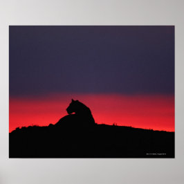 Lioness (Panthera leo) sitta, vid sunset, Masai Poster