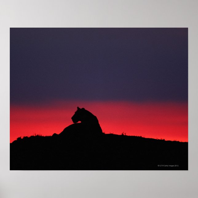 Lioness (Panthera leo) sitta, vid sunset, Masai Poster (Framsidan)