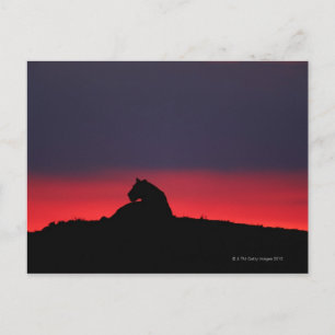 Lioness (Panthera leo) sitta, vid sunset, Masai Vykort