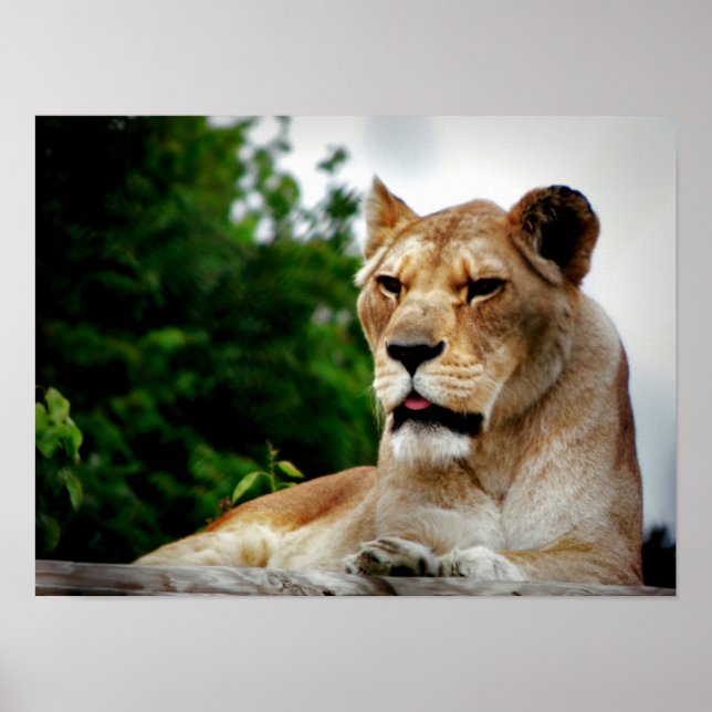 Lioness Photograph Poster (Framsidan)