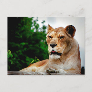 Lioness Photograph Vykort