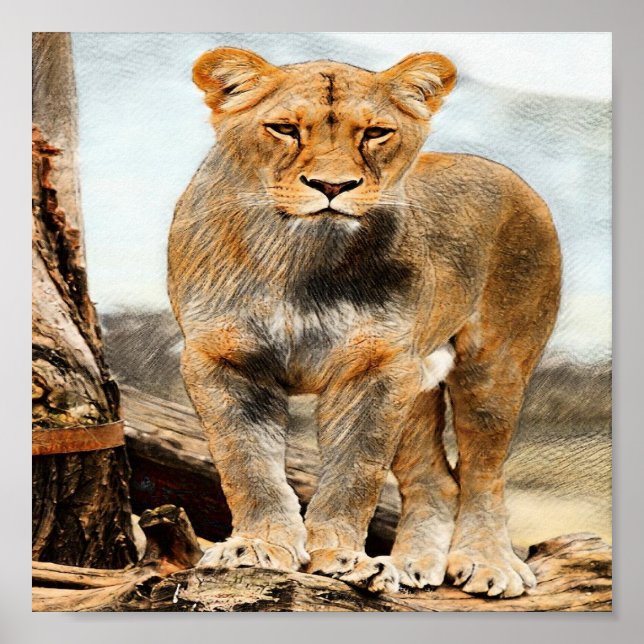 Lioness porträtt poster (Framsidan)