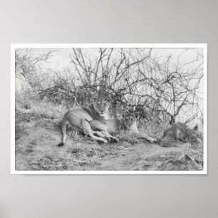 Lioness Poster