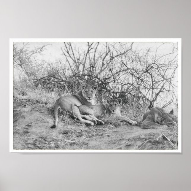 Lioness Poster (Framsidan)