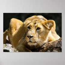 Lioness