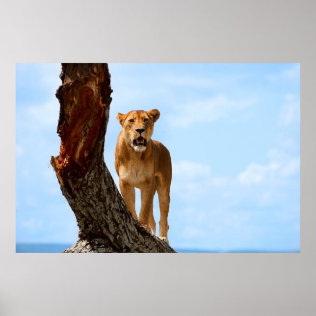 Lioness Poster (Framsidan)