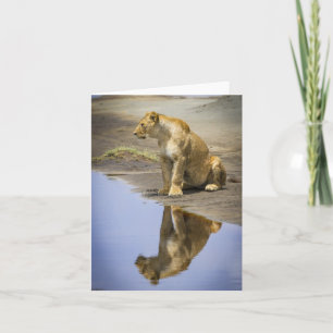 Lioness Reflection Note-kort Kort