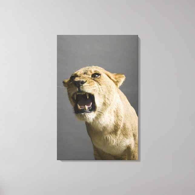 Lioness, rinnande 2 canvastryck (Framsida)