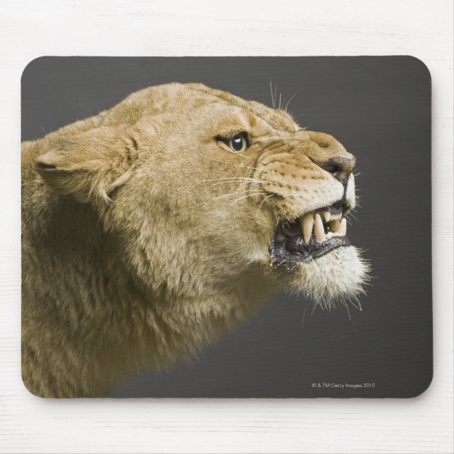 Lioness, rinnande 2 musmatta (Framsidan)
