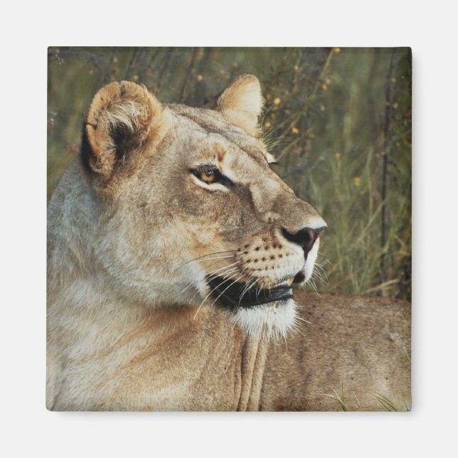 Lioness safari magnets - anpassa magnet (Framsidan)