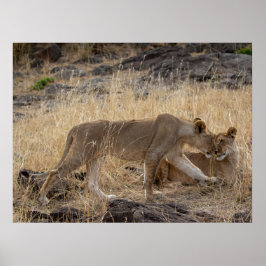Lioness Sisters - Maasai Mara Safari Wildlife Post Poster