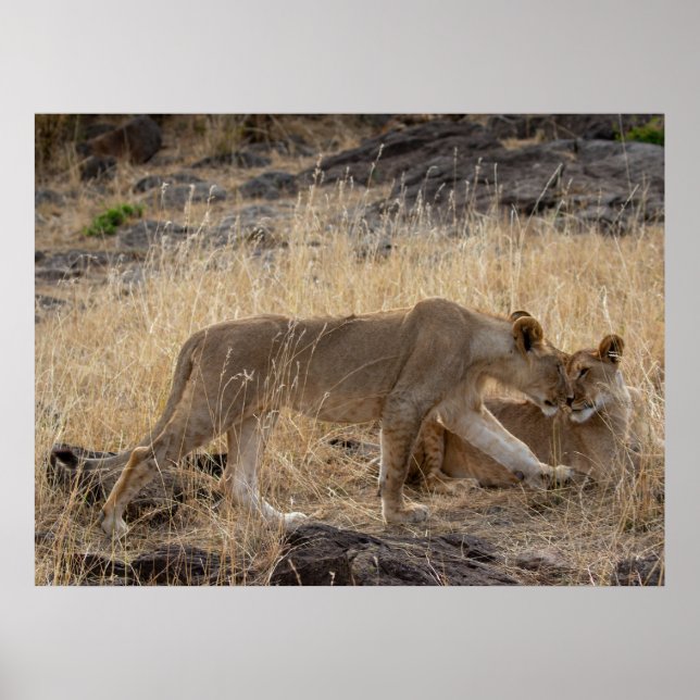 Lioness Sisters - Maasai Mara Safari Wildlife Post Poster (Framsidan)