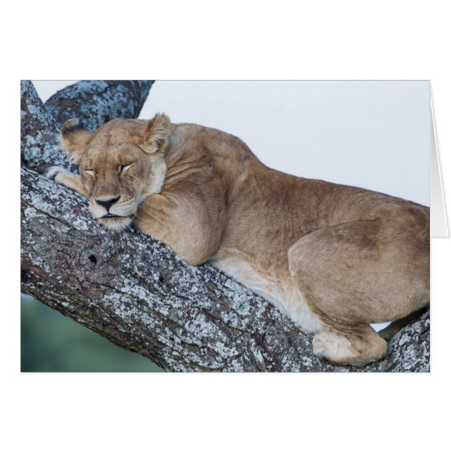 Lioness Sleeping i Träd Hälsningskort (Framsidan Horizontal)