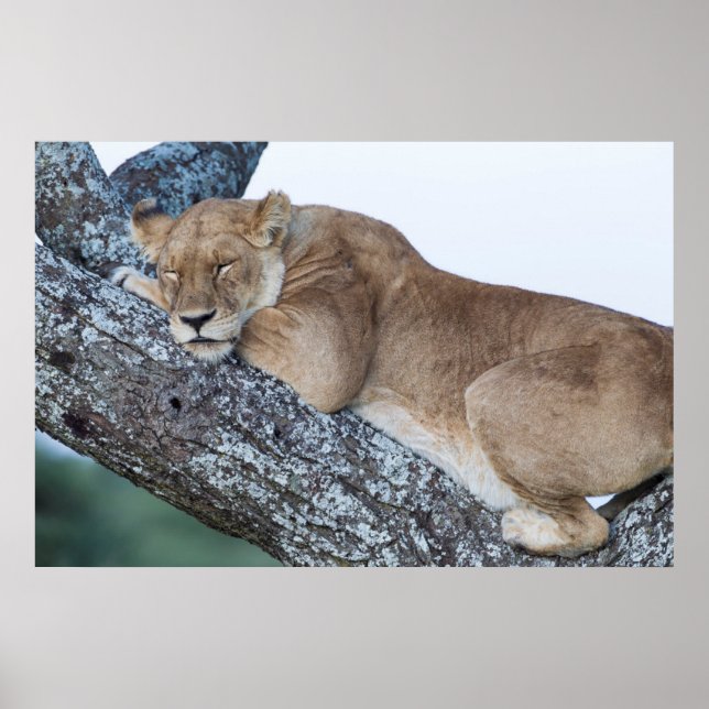 Lioness Sleeping i Träd Poster (Framsidan)