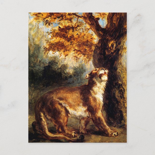 Lioness Stalking her Vykort (Framsida)