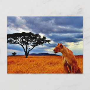 Lioness Storm Vykort