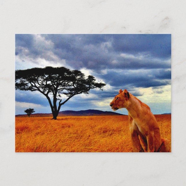 Lioness Storm Vykort (Framsida)