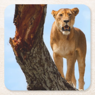Lioness Underlägg Papper Kvadrat