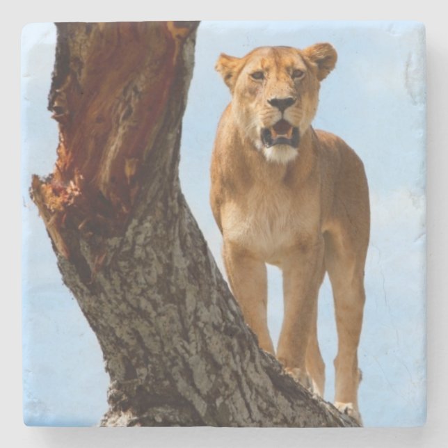 Lioness Underlägg Sten (Framsidan)