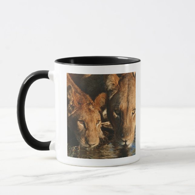 Lioness & unge (pantheraen leo) mugg (Vänster)
