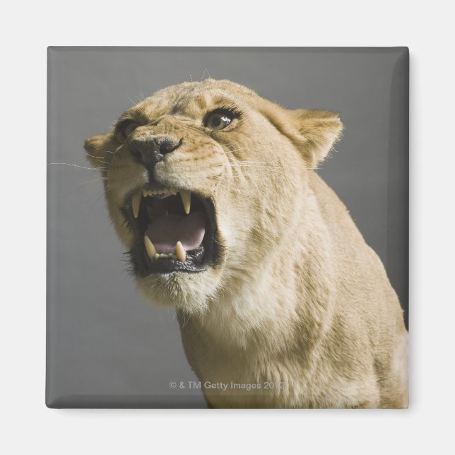 Lioness-uppspelning Magnet (Framsidan)
