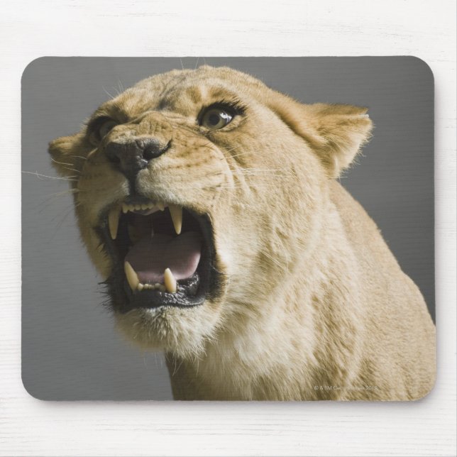 Lioness-uppspelning Musmatta (Framsidan)
