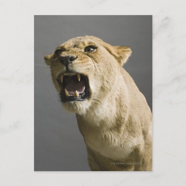 Lioness-uppspelning Vykort (Framsida)
