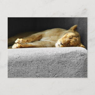 Lioness - vykort