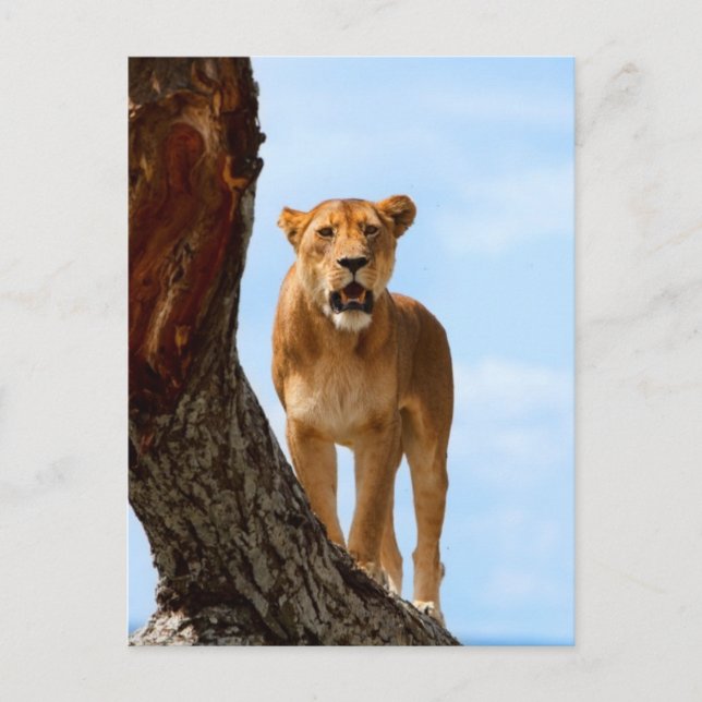 Lioness Vykort (Framsida)