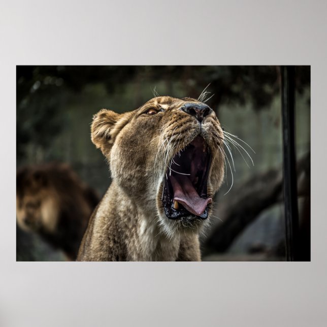 LIONESS YAWNING POSTER (Framsidan)