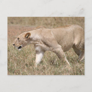 lionessan prowling vykort