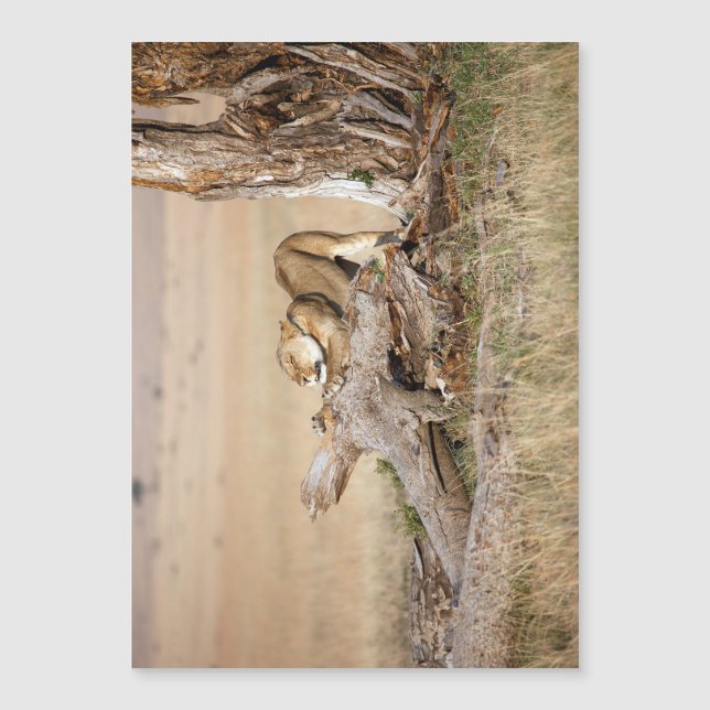 Lionessan sträcks ut (Framsida)