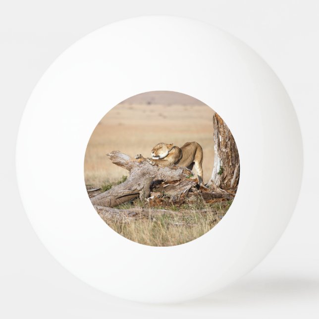 Lionessan sträcks ut pingisboll (Baksidan)