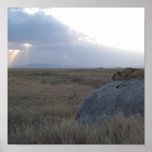 Lionessans solnedgång poster (Framsidan)