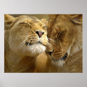 Lionesser Poster