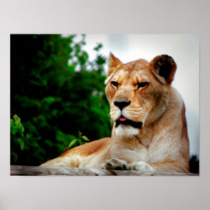 Lionessfoto Poster