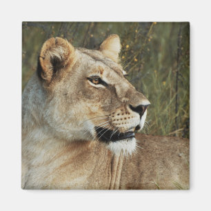 Lionesssafarimagneter - skräddarsy magnet