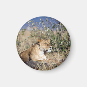 Lionessvilan Magnet