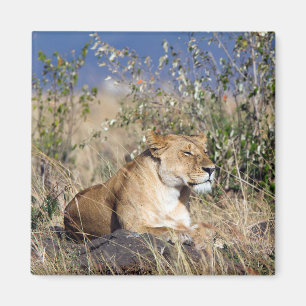 Lionessvilan Magnet