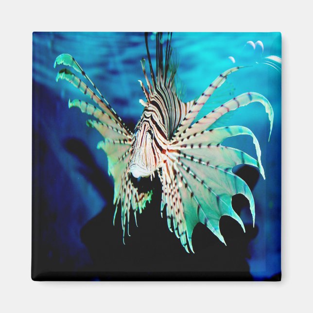 Lionfish Beauty Magnet (Framsidan)