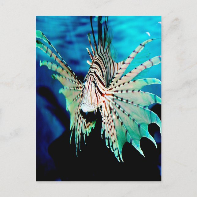 Lionfish Beauty Vykort (Framsida)