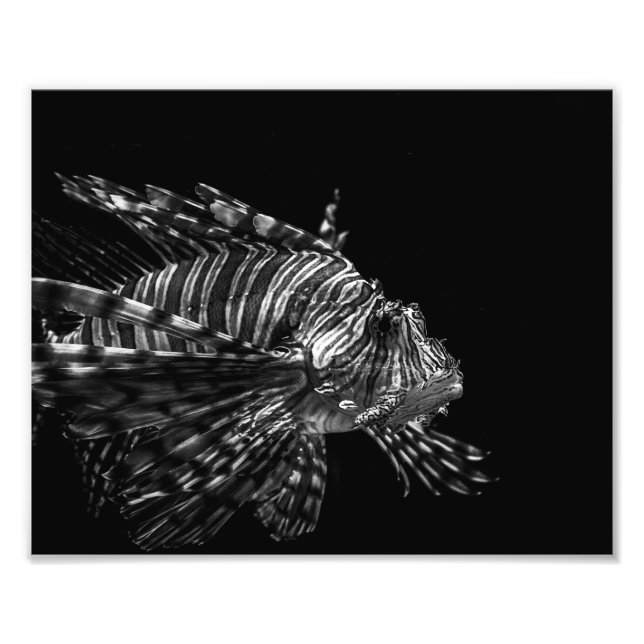 Lionfish - fotoutskrift fototryck (Framsidan)