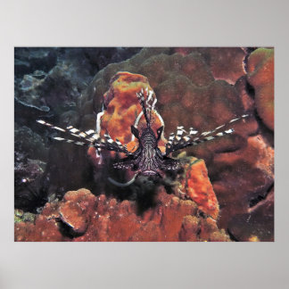 Lionfish Head-on Poster