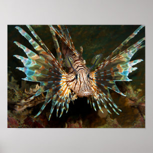 Lionfish nära! Mycket nära och intensivt foto Poster